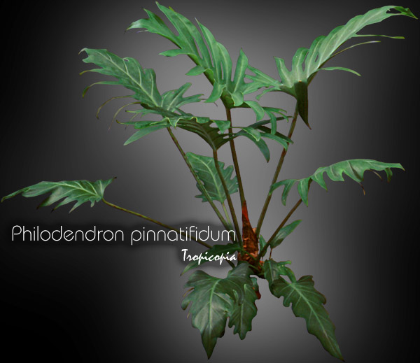 Philodendron - Philodendron pinnatifidum - Philodendron fougère  - Fernleaf Philodendron 